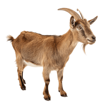 Goat Qurbani